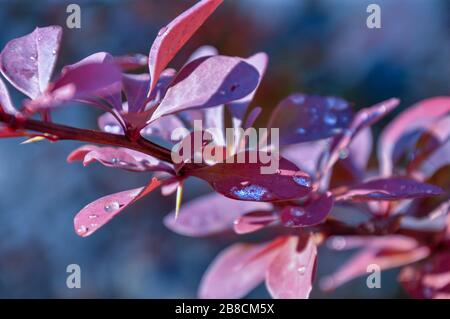 Ast von berberis thunbergii Atropurpurea Nana nach Regen mit Wassertröpfchen auf der Oberfläche der Blätter. Stockfoto