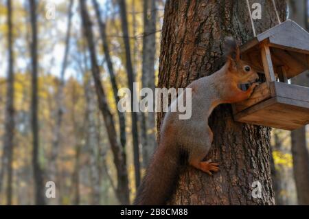 Cute sqiurrel isst etwas aus dem Futterhäuschen im Park. Nahaufnahme. Stockfoto