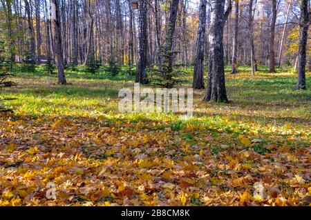 Herbst im Park. Umgestürzte bunte Blätter auf dem Boden, grünes Gras und wenig wachsende Fichte in der Mitte. Stockfoto