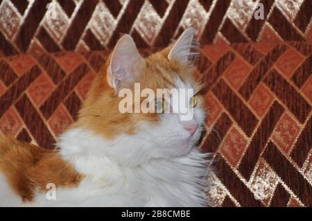 Ein Portrait süßer flauschiger, überraschter Hauskatze Stockfoto