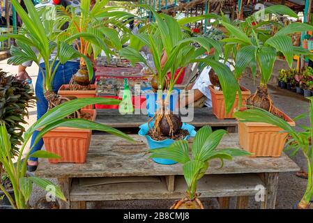 Junge Kokosnusspflanze. Spruß aus Kokosnussbaum mit grünen Blättern, die aus alter brauner Kokosnuss hervorgehen. Kokospalmen auf dem Bauernhof Pflanzen. Stockfoto