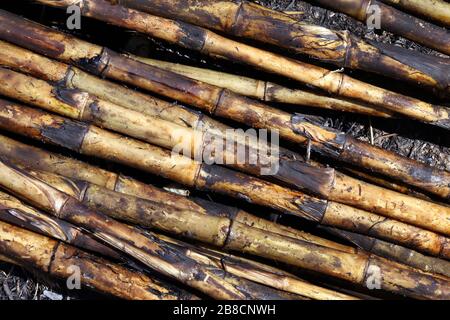 Zuckerrohr, Zuckerrohrplantagenbrand, Zuckerrohr verbrannte Schneide auf Bodenfeldplantage, Sugarcane Hintergrund Stockfoto