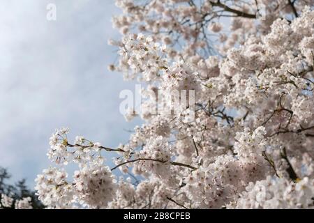 Streatham, London, Großbritannien. März 2020. Wetter in Großbritannien: Frühe Frühlingsbedingungen in Streatham Common in South London, England. Gutschrift: Sam Mellish / Alamy Live News Stockfoto