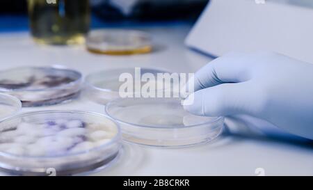 Wissenschaftlicher Umgang mit mikrobiologischen Kulturen in einem Petrischalen für die pharmazeutische Biowissenschaftsforschung. Begriff der Wissenschaft, des Labors und der Untersuchung von Unea Stockfoto