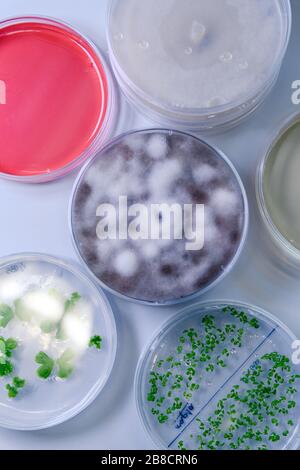 Mikrobiologische Kultur in einem Petrischalen für die pharmazeutische Biowissenschaften. Konzept der Wissenschaft, des Labors und der Erforschung von Krankheiten. Coronavirus (COV Stockfoto