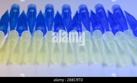 Blaue und gelbe universelle Laborpipettenspitzen. Labor- und Wissenschaftsmaterialkonzept. Stockfoto