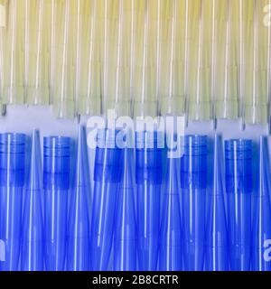 Blaue und gelbe universelle Laborpipettenspitzen. Labor- und Wissenschaftsmaterialkonzept. Stockfoto