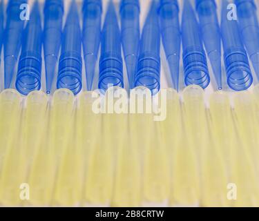 Blaue und gelbe universelle Laborpipettenspitzen. Labor- und Wissenschaftsmaterialkonzept. Stockfoto