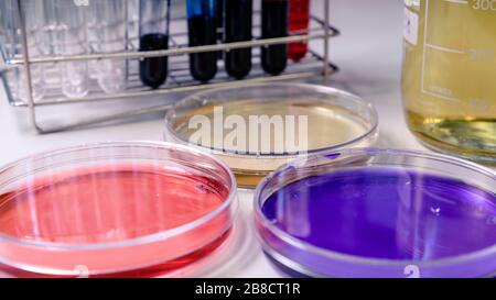 Petrischalen, Reagenzgläser und Laborgeräte, mit Farbflüssigkeiten. Konzept der Wissenschaft, des Labors und der Erforschung von Krankheiten. Coronavirus (COVID-19) Stockfoto