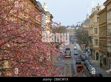 Prag, Tschechien, 21. März 2020, Kirschblüten. Straßenbahnhaltestelle Újezd. Nationaltheater: Straße ohne Touristen. Stockfoto