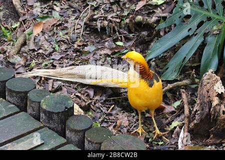 Ein wunderschöner Goldener Pheasant im Vogelschutzgebiet Eden Free Flight Sanctuary, in den Crags in der Nähe der Plettenberg-Bucht, Südafrika, Afrika. Stockfoto