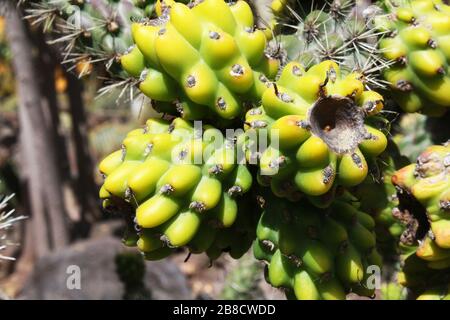 Kaktus cylindropuntia spinosior Stockfoto