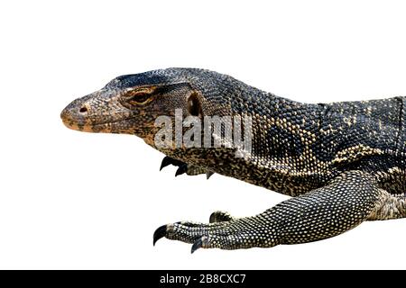 Varanus salvator, (Varanus bengalesis) Wassermonitor asiatisch isoliert auf weißem Hintergrund Stockfoto