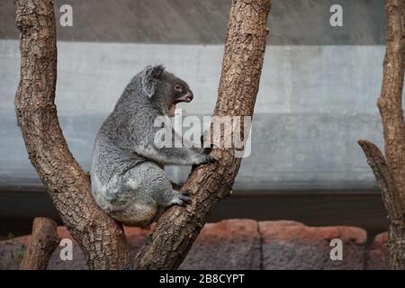 Gähnende Koala, Phascolarctos cinereus, arboreal herbivorer Beuteltier, der in Australien lebt und in seitlichem Blick in einem Baum sitzt Stockfoto