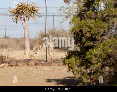 Foto einer cheeta in Gefangenschaft in der Nähe eines Köcherbaums, in Namibia Stockfoto