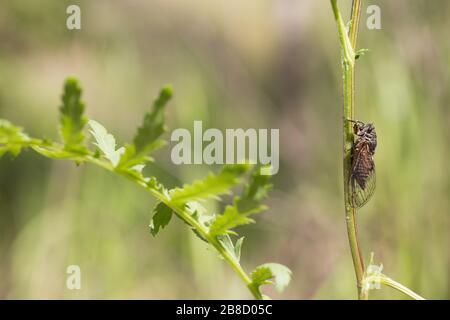 Neue Waldkizada (Cicadeta montana) Stockfoto