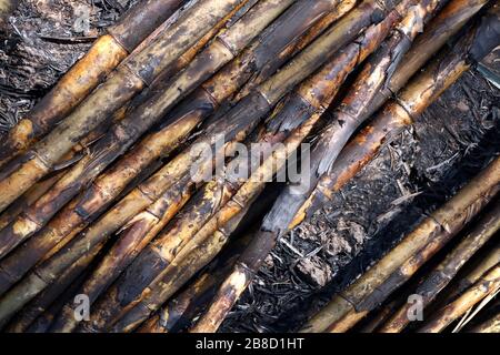 Zuckerrohr, Zuckerrohrplantagenbrand, Zuckerrohr verbrannte Schneide auf Bodenfeldplantage, Sugarcane Hintergrund Stockfoto