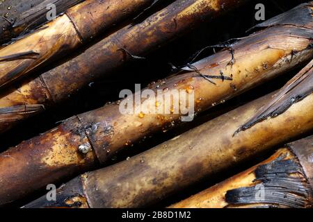 Zuckerrohr, Zuckerrohrplantagenbrand, Zuckerrohr verbrannte Schneide auf Bodenfeldplantage, Sugarcane Hintergrund Stockfoto