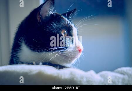 Hauskatze fokussiert weiß blau sonnig Tag zu Hause Stockfoto