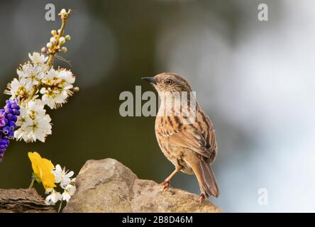 Dunnock, Prunella modularis, thront in einem britischen Garten, März 2020 Stockfoto