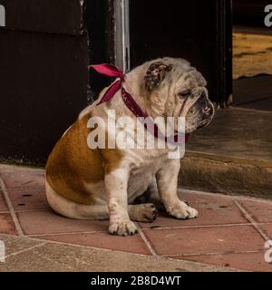 Porträt des schönen Hundes Stockfoto