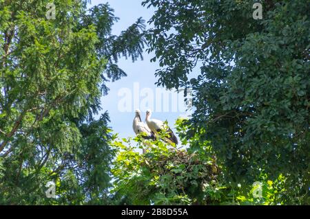 Ein paar Weißstörche in ihrem Nest im Orangerie Park in Straßburg, Frankreich. Stockfoto