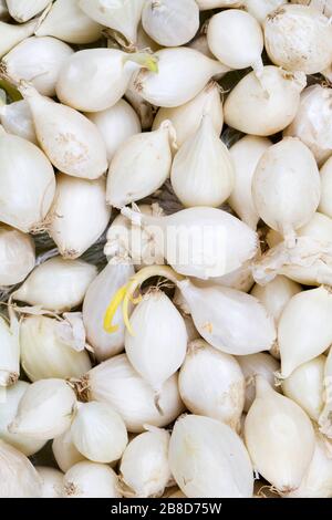 Kleine Glühbirnen mit weißen Zwiebeln sind bereit zum Pflanzen. Frühling, Gartenkonzept. Stockfoto
