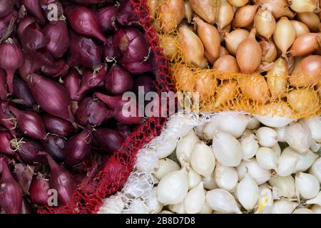 Kleine Glühbirnen aus roten, gelben, weißen Zwiebelsätzen, die bereit zum Pflanzen sind. Frühling, Gartenkonzept. Stockfoto