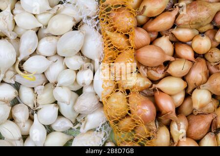 Kleine Glühbirnen aus gelben, weißen Zwiebeln zum Pflanzen bereit. Frühling, Gartenkonzept. Stockfoto
