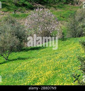 Mandelbaum blüht im Februar an der Algarve, Portugal Stockfoto