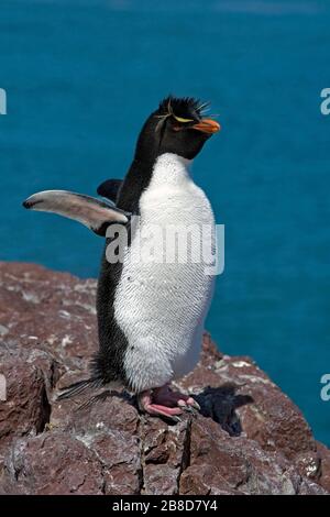 Südlicher Rockhopper Pinguin auf der Isla Pinguino (Penguin Island) bei Puerto Deseado, Patagonien/Argentinien Stockfoto