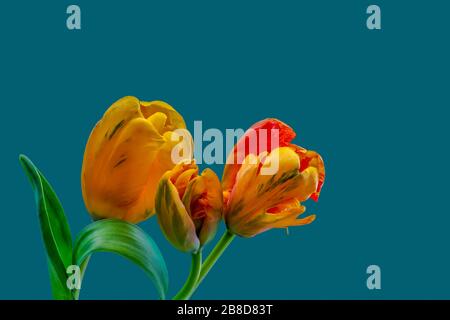 Lebendiger Blumenstrauß mit drei Tulpen, feiner Kunst Stillleben von einer isolierten Blüte, detaillierte Textur, benzinblauer Hintergrund Stockfoto