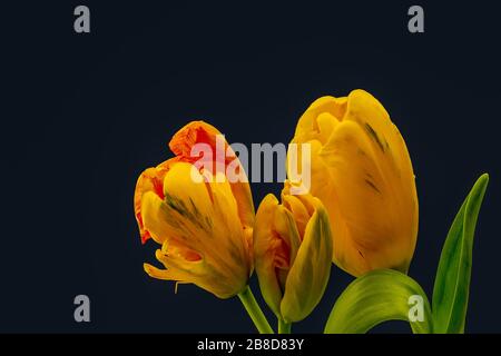 Lebendiger Blumenstrauß aus drei Papageien-Tulpen, feiner Kunst Stillleben einer isolierten Blüte, detailreiche Textur, schwarzer Hintergrund Stockfoto