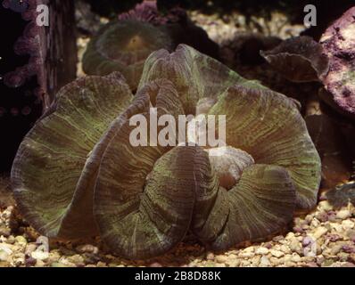 Offene Hirnkoralle (Trachyphyllia geoffroyi) Stockfoto