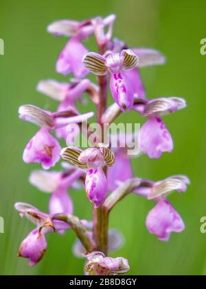 Rosa Blumenspitze des grünen Winged Orchid Anacamptis morio am Ashton Court in Somerset UK Stockfoto