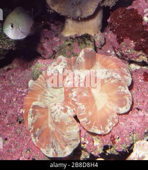 Offene Hirnkoralle (Trachyphyllia geoffroyi) Stockfoto