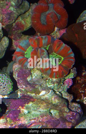 Gehobelte Gehirnkoralle, Lobophyllia hemprichii Stockfoto