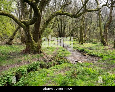 Waldreiches Gebiet des Ubley Warren Nature Reserve, das vom Somerset Wildlife Trust auf den Mendip Hills von Somerset UK betrieben wird Stockfoto