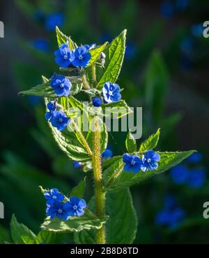 Green Alkanet Pentaglottis sempervirens in der mehrjährigen Grenze eines englischen Landgartens in Derbyshire UK Stockfoto