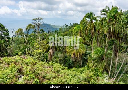 Üppige tropische Vegetation hoch in den Sagalla Hills im Süden Kenias nahe der Stadt VOI Stockfoto