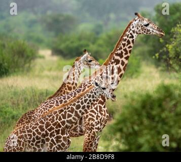 Weiblich und zwei junge Masai-Giraffe Giraffa camelopardalis tippelskirchi im Tsavo National Park Kenia Stockfoto