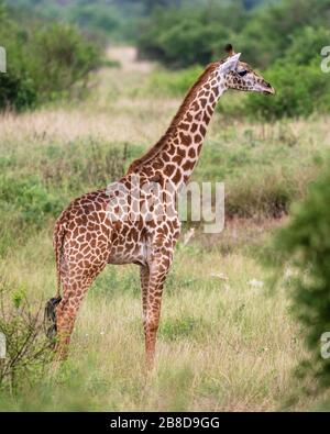 Der junge Masai Giraffe Giraffa camelopardalis tippelskirchi im Tsavo National Park Kenya Stockfoto