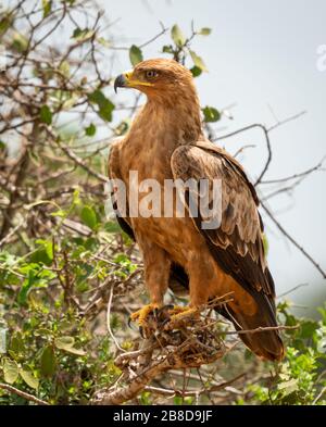 Tawny Eagle Aquila Rapax thront auf niedrigem Busch im Tsavo East National Park in Kenia Stockfoto