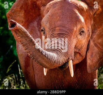 Junger afrikanischer Elefant Loxodonta africana mit Stamm erhöht - Tsavo East National Park Kenia Stockfoto