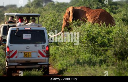 Einer der wenigen noch verbliebenen afrikanischen tusker Elefanten, der von Safarifahrzeugen im Tsavo National Park im Süden Kenias überfüllt wurde Stockfoto
