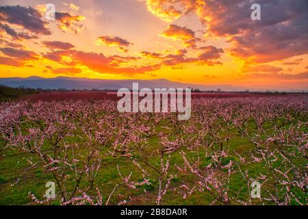 Luftaufnahme des Obstgartens von blühenden Pfirsichbäumen bei Sonnenuntergang im Frühjahr in der Ebene von Veria in Nordgriechenland Stockfoto
