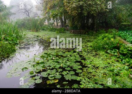 Indien, Delhi, Neu-Delhi - 8. Januar 2020 - bezaubernder Teich in den Lodhi-Gärten Stockfoto