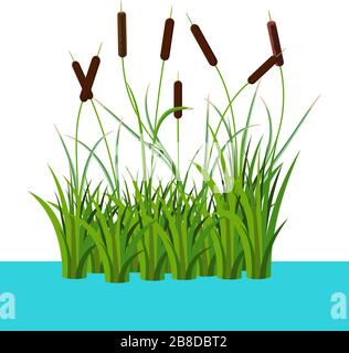 Schilfsträucher und Stachel und Rohrstock in Thel Wasservektorillustration isoliert auf Weiß. Cartoon-Requisiten und Landschaftsdekoration Stock Vektor