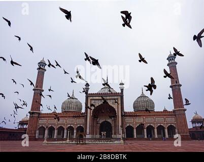 Indien, Delhi, Neu-Delhi - 8. Januar 2020 - EINE Taubenschar vor dem Jama Masjid Stockfoto