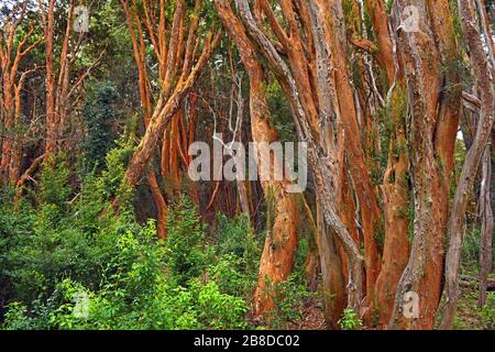 Halbinsel Quetrihué, Neuquen/Argentinien: Chilenische Myrten im Nationalpark Los Arrayanes Stockfoto